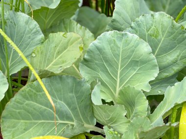 Aralık 2025 aylık takvim takvimi fotokopi alanı arkaplanı ile kapatılıyor. Stok fotoğrafı.