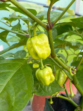 Habanero meyve arka planı. Organik ev yapımı..