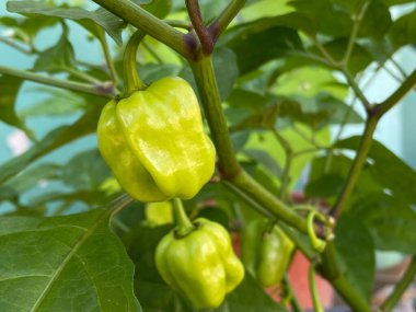 Habanero meyve arka planı. Organik ev yapımı..