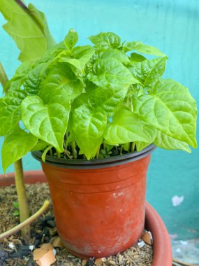 Habanero acı biber fideleri. Organik ev yapımı..