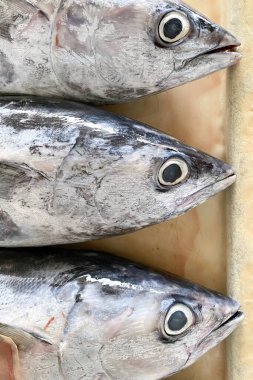 Uskumru ve ton balığı. Stok fotoğrafı.