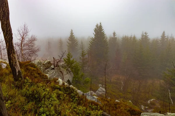 Blick Vom Berg Den Wald Nebel — Stockfoto