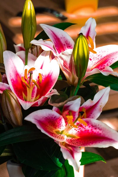Bouquet Colored Lilies Canon Eos — Stock Photo, Image