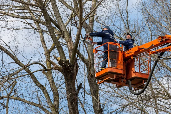 ウクライナだ キエフ 2021年4月高さ切断枝でチェーンソーを持つ労働者 枝を切断するためにのこぎりを使用してバケツを持ち上げる木外科医 アーボリストは木の枝を高さで取り除きます 木を剪定する ストックフォト