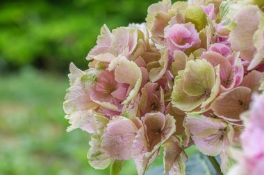 blooming colorful Hydrangea(Big-leaf Hyrdangea) flowers,close-up Hydrangea flowers blooming in the garden in summer.Two tone hydrangea flowers for gardening and decoration ideas.