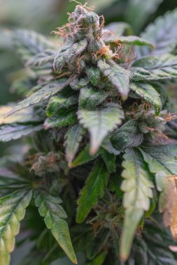 Ot ve yapraklı olgun marihuana bitkisi. Kapalı bir kenevir çiftliğinde marihuana bitkisi dokusu. Kapalı alanda marihuana yetiştirme kavramı. Eğlence amaçlı marihuana.