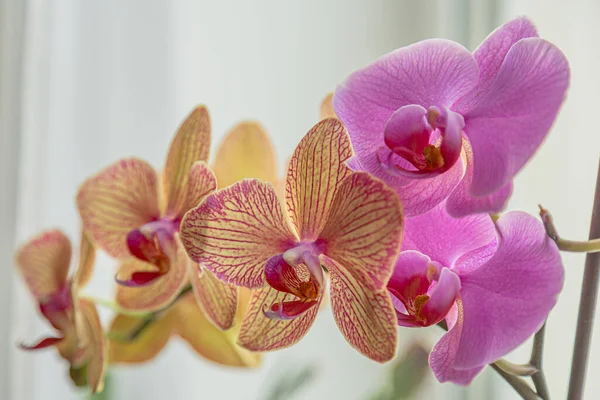 stock image Floral concept. Orchid growing tips.  Most commonly grown house plants. Orchids blossom close up. Orchid flower pink and yellow bloom. Phalaenopsis orchid.