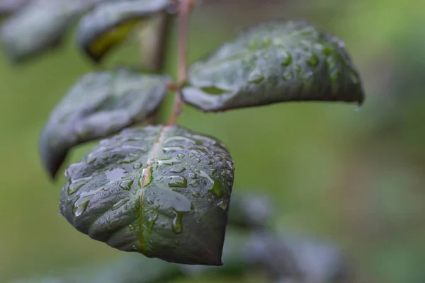 drops of water on the leaves of my roses after rain.Drops of water on rose leaves after rain. Dark nature background.