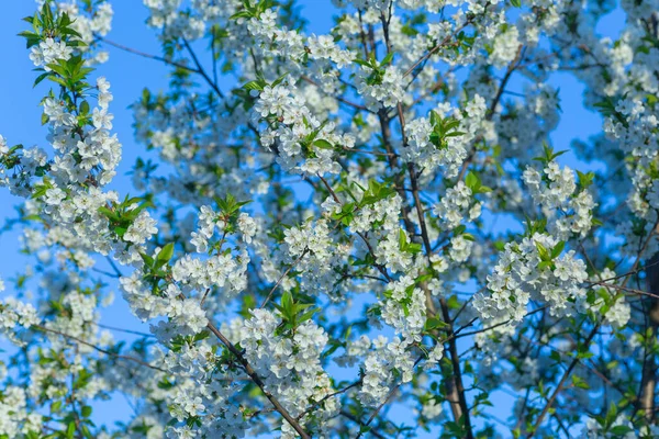 Beautiful Flowering Cherry Tree Blossoms Background Bright Blue Sky Cherry — Stock Photo, Image
