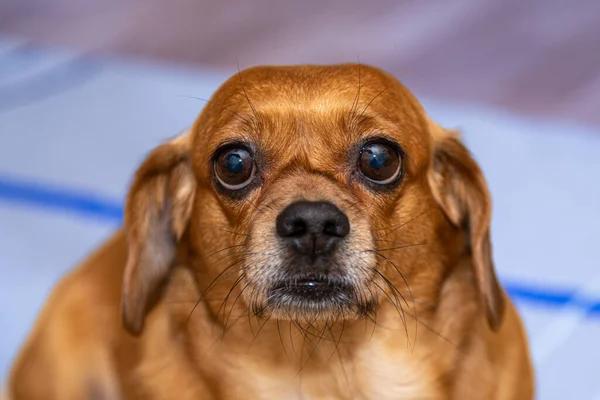 stock image Curious ier puppy looking at the camera. Adorable doggy with folded ears lying on the floor at home.