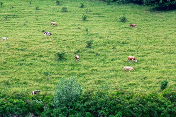 Les Vaches Pâturent Sur Une Prairie Verte Été — Photo