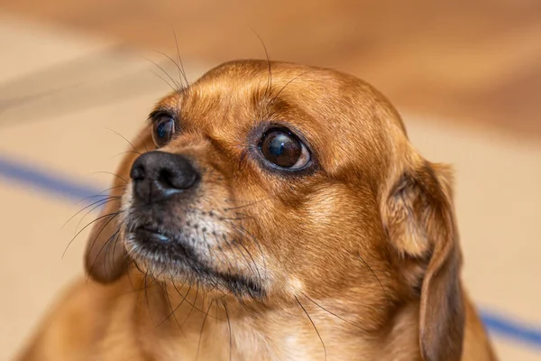 stock image Curious ier puppy looking at the camera. Adorable doggy with folded ears lying on the floor at home.