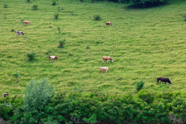 Las Vacas Pastan Prado Verde Verano —  Fotos de Stock