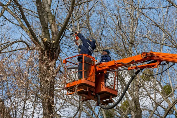 ウクライナだ キエフ 2021年4月高さ切断枝でチェーンソーを持つ労働者 枝を切断するためにのこぎりを使用してバケツを持ち上げる木外科医 アーボリストは木の枝を高さで取り除きます 木を剪定する ストック写真