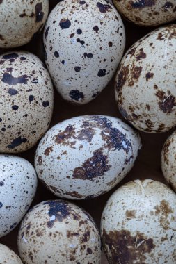 Easter quail eggs.  Spring background with small easter quail eggs. Vintage photo processing