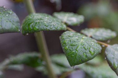 Yağmurdan sonra güllerimin üzerine bir damla su damlattım. Yağmurdan sonra gül yapraklarının üzerine bir damla su damlattım. Karanlık doğa arka planı.