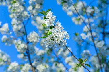 Beautiful flowering cherry tree with blossoms on the background of bright blue sky.Cherry blossoms blooming on cherry trees .
