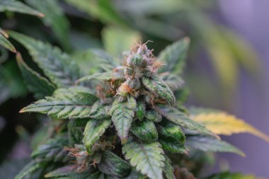 Ot ve yapraklı olgun marihuana bitkisi. Kapalı bir kenevir çiftliğinde marihuana bitkisi dokusu. Kapalı alanda marihuana yetiştirme kavramı. Eğlence amaçlı marihuana.