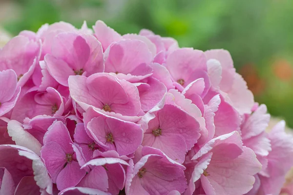 stock image blooming colorful Hydrangea(Big-leaf Hyrdangea) flowers,close-up Hydrangea flowers blooming in the garden in summer.Two tone hydrangea flowers for gardening and decoration ideas.