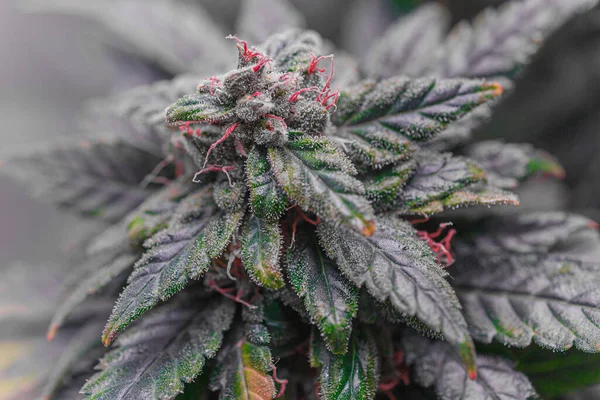Ot ve yapraklı olgun marihuana bitkisi. Kapalı bir kenevir çiftliğinde marihuana bitkisi dokusu. Kapalı alanda marihuana yetiştirme kavramı. Eğlence amaçlı marihuana.