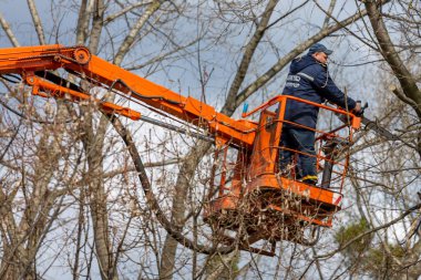 Ukrayna. Kyiv . Nisan 2021 'de elektrikli testere ile dalları kesen bir işçi. Ağaç cerrahı ağaç dallarını kesmek için testere kullanıyor. Ağaççılar ağaç dallarını yükseklikten keserler. Kuruyan ağaçlar
