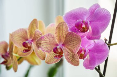 Floral concept. Orchid growing tips.  Most commonly grown house plants. Orchids blossom close up. Orchid flower pink and yellow bloom. Phalaenopsis orchid.