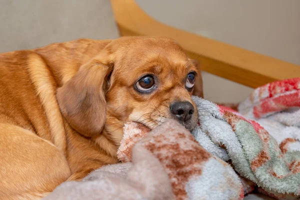 Cão Pequeno Encontra Envolvido Cobertor Brilhantemente Colorido Sofá Olhando Para — Fotografia de Stock
