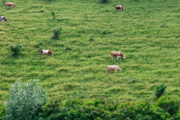 Les Vaches Pâturent Sur Une Prairie Verte Été — Photo