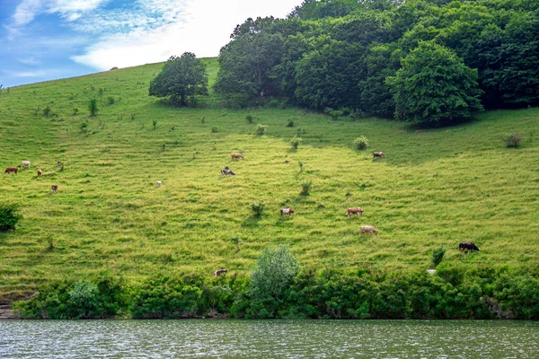 Cows Graze Green Summer Meadow — Stock Photo, Image