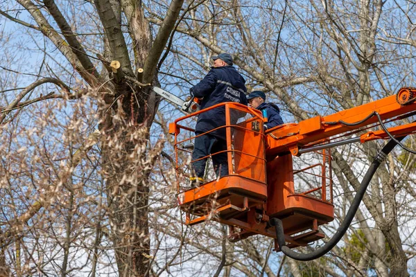 ウクライナだ キエフ 2021年4月高さ切断枝でチェーンソーを持つ労働者 枝を切断するためにのこぎりを使用してバケツを持ち上げる木外科医 アーボリストは木の枝を高さで取り除きます 木を剪定する ロイヤリティフリーのストック画像