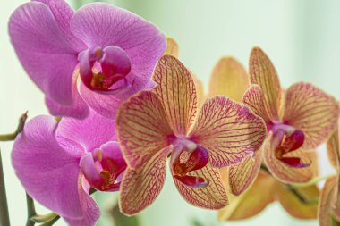 Floral concept. Orchid growing tips.  Most commonly grown house plants. Orchids blossom close up. Orchid flower pink and yellow bloom. Phalaenopsis orchid.