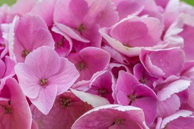 blooming colorful Hydrangea(Big-leaf Hyrdangea) flowers,close-up Hydrangea flowers blooming in the garden in summer.Two tone hydrangea flowers for gardening and decoration ideas.