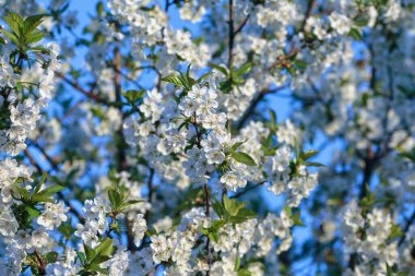 Beautiful flowering cherry tree with blossoms on the background of bright blue sky.Cherry blossoms blooming on cherry trees .
