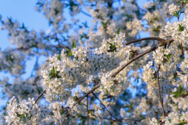 Beautiful flowering cherry tree with blossoms on the background of bright blue sky.Cherry blossoms blooming on cherry trees .