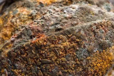 Ekmek üzerinde büyüyen küf. Ekmeğin üzerinde mavi ve pembe küf.