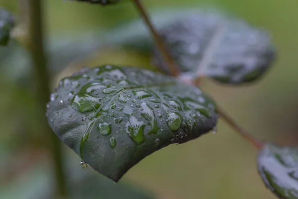 drops of water on the leaves of my roses after rain.Drops of water on rose leaves after rain. Dark nature background.