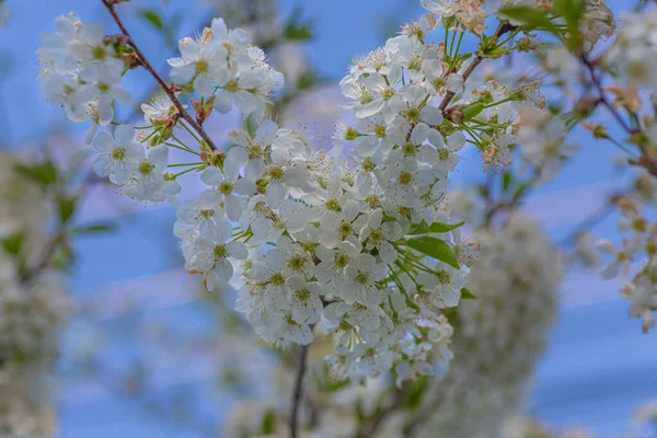 Beautiful Flowering Cherry Tree Blossoms Background Bright Blue Sky Cherry — Stok fotoğraf