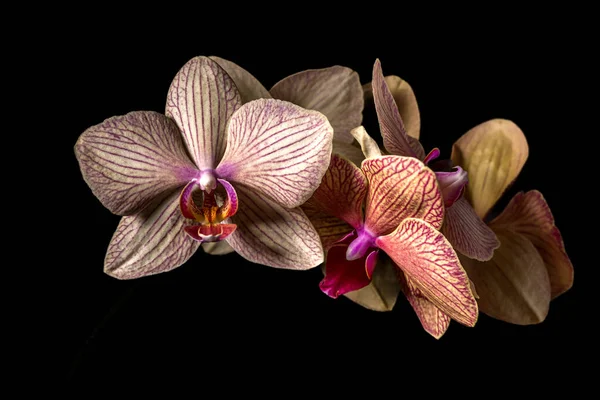 Virágos Fogalom Orchideák Virágoznak Közelben Orchidea Virág Rózsaszín Sárga Virág — Stock Fotó