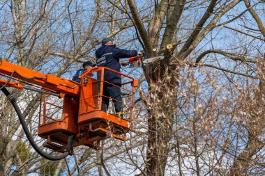 Ukrayna. Kyiv . Nisan 2021 'de elektrikli testere ile dalları kesen bir işçi. Ağaç cerrahı ağaç dallarını kesmek için testere kullanıyor. Ağaççılar ağaç dallarını yükseklikten keserler. Kuruyan ağaçlar