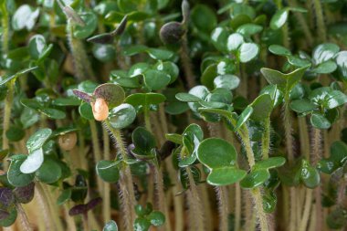 Genç bitkileri dikmek için plastik tepsilerin içine mikroyeşil koyuyor. Mikroyeşil, taze sebze yeşilidir veya lahanalardır. Kaliteli organik bitkilerden filizlenen çiğ canlı lahanalardır..