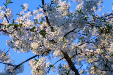Beautiful flowering cherry tree with blossoms on the background of bright blue sky.Cherry blossoms blooming on cherry trees .