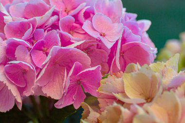 blooming colorful Hydrangea(Big-leaf Hyrdangea) flowers,close-up Hydrangea flowers blooming in the garden in summer.Two tone hydrangea flowers for gardening and decoration ideas.