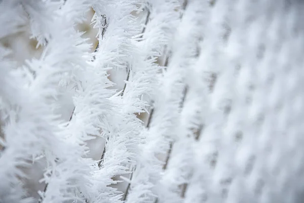 Pine Trees Branches Covered Snow Frost Perfect Wintry Wallpapers Magical — Stock Photo, Image