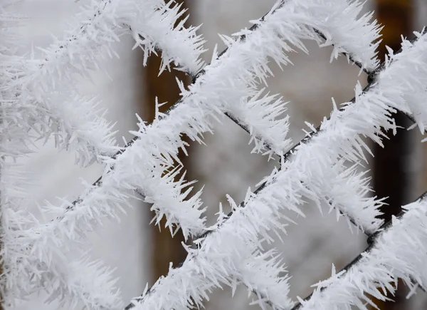 Κλαδιά Πεύκων Καλυμμένα Παγετό Χιονιού Τέλεια Windry Wallpapers Μαγική Φύση — Φωτογραφία Αρχείου