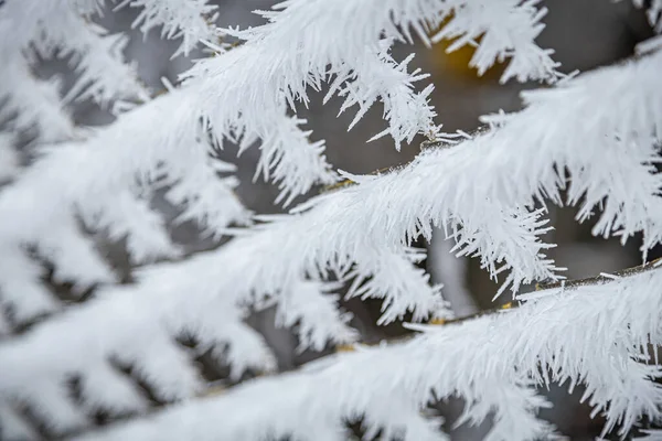 Dennenbomen Takken Bedekt Met Sneeuw Vorst Perfecte Winterse Wallpapers Magische — Stockfoto