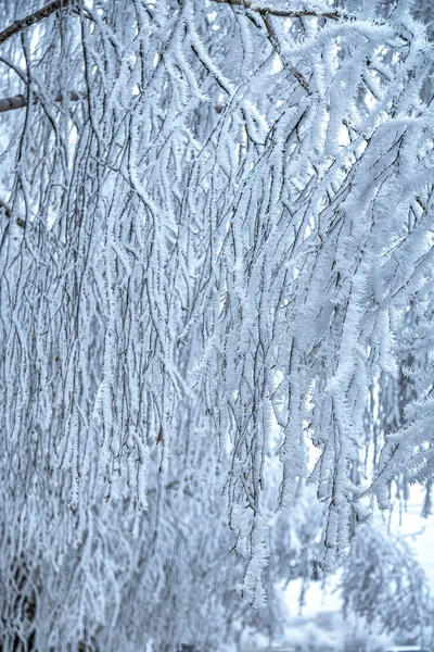 Ветви Сосен Покрыты Снежным Морозом Идеальные Зимние Обои Магическая Фотография — стоковое фото