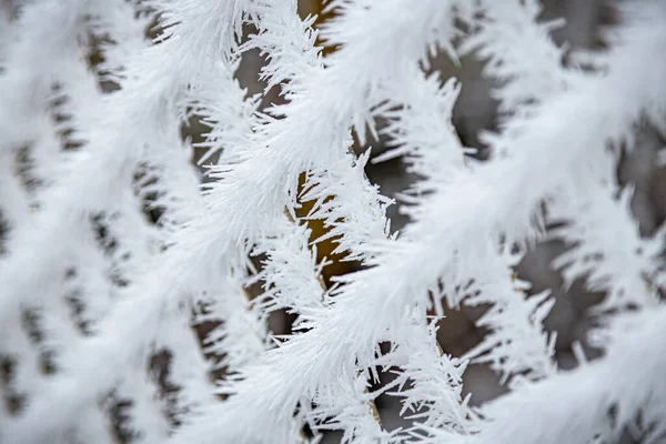 Pine Trees Branches Covered Snow Frost Perfect Wintry Wallpapers Magical — Stock Photo, Image