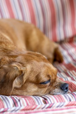 Küçük bir köpek bir kanepede parlak renkli bir battaniyeye sarılı yatıyor. Kameraya bakıyorum. Kulakları kıvrılmış sevimli bir köpekçik..