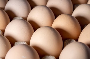 Sıraya dizilmiş kahverengi yumurtalar. Karton kasette bir grup taze beyaz yumurta. Doğadan gelen organik gıdalar sağlık için iyidir..