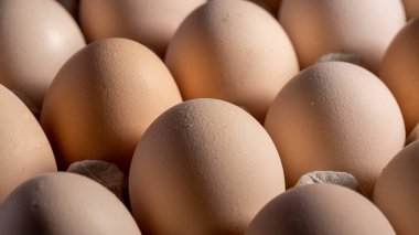 Sıraya dizilmiş kahverengi yumurtalar. Karton kasette bir grup taze beyaz yumurta. Doğadan gelen organik gıdalar sağlık için iyidir..